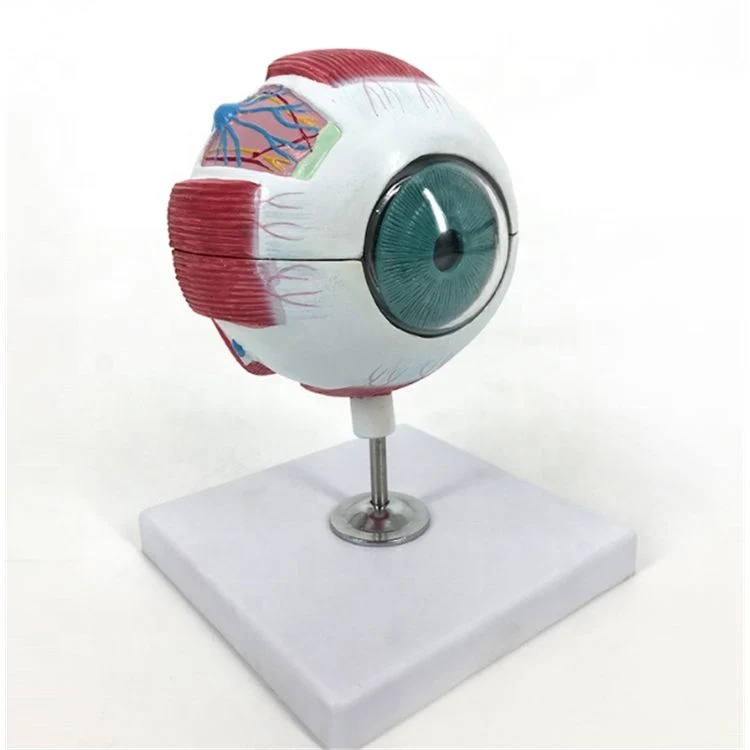 Super Economy Laboratory Display Enlargred Eyeball Model of PVC