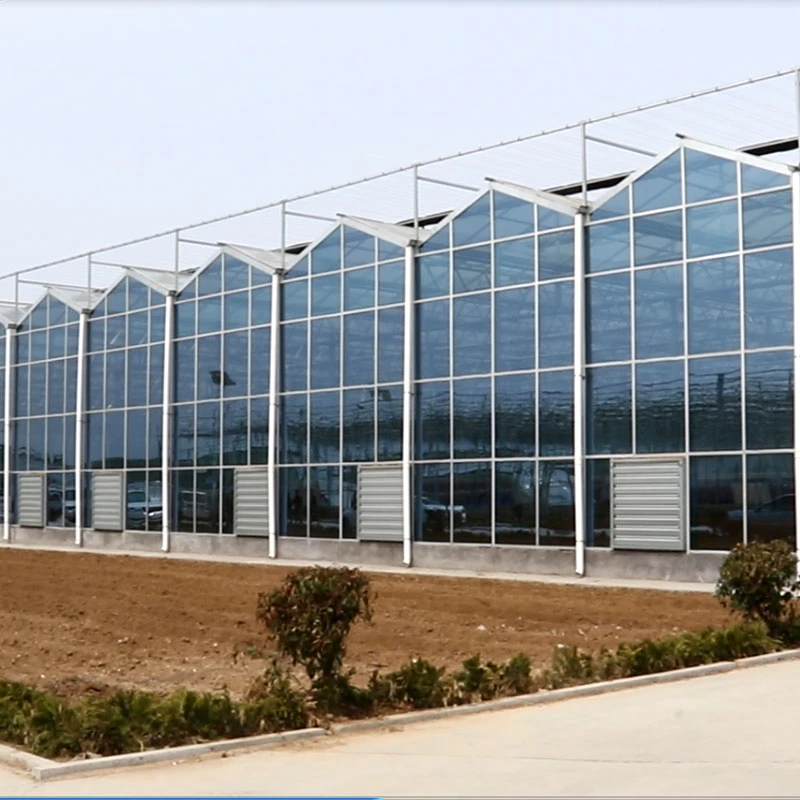 Strawberry Plants Glass Green House with Lighting System