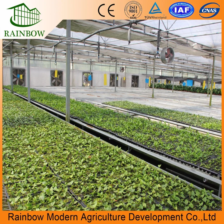 Intelligent Economic Agriculture Green House Commercial Vertical Hydroponic Systems Polycarbonate Greenhouses for Vegetables/Fruit/Tomato/Cucumer/Strawberry