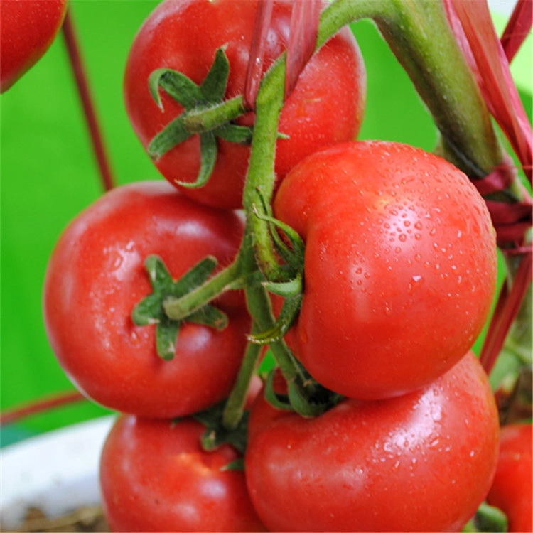 Resistencia a la enfermedad forma redonda plana Color rojo delicioso Tomate semillas