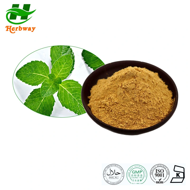 Herbway Free Sample Mint Extract Improve Digestive Problems Natural Spearmint Extract Mint Leaf Extract