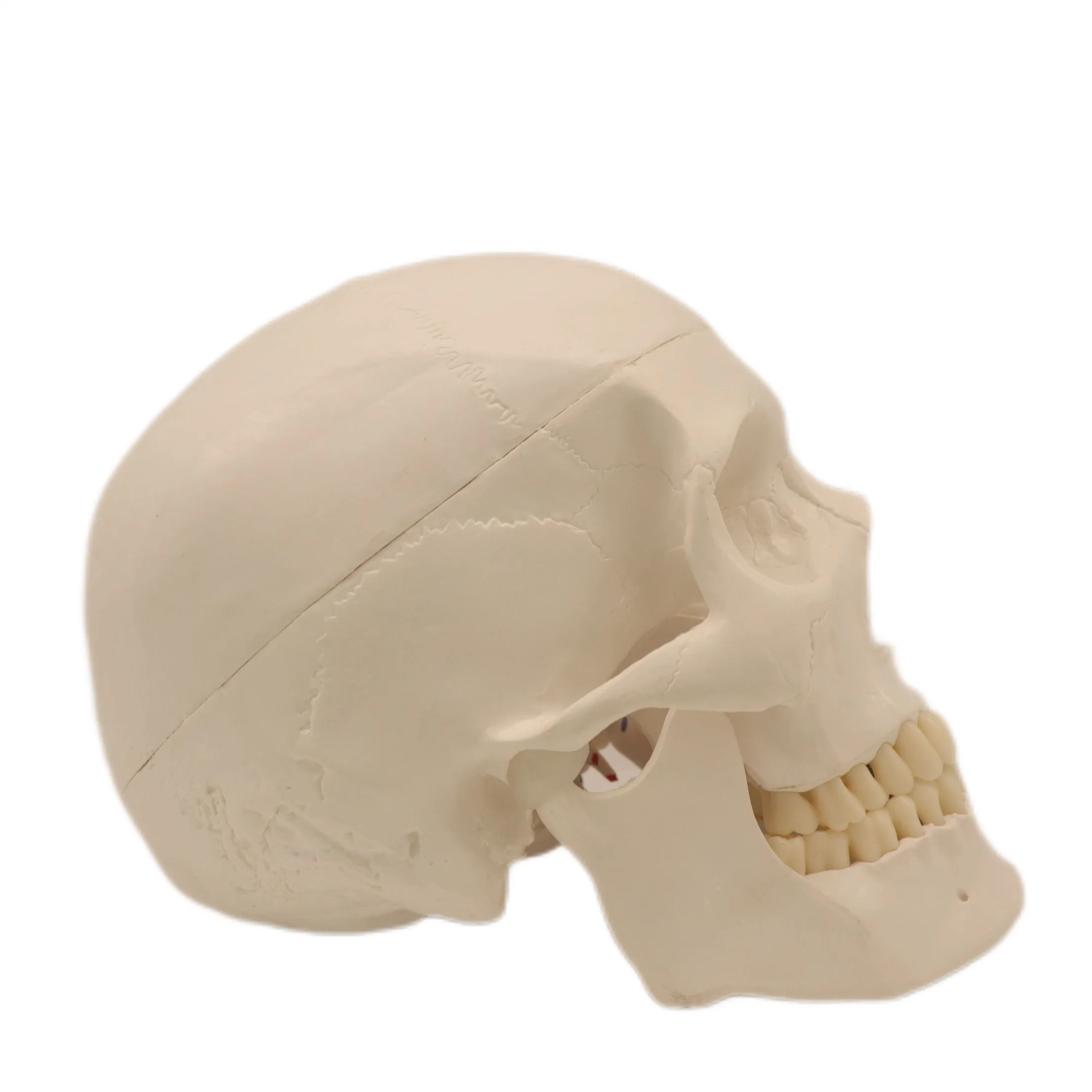 High Reproduction and Accuracy Medical Teaching Models Human Teaching Skeleton Model Spinal Column Model Human Muscular Skull with Natural Size of PVC