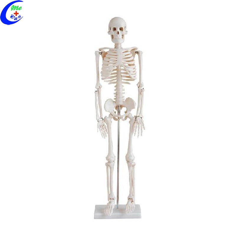 В области торса анатомии скелета модель низкой цене хорошего качества