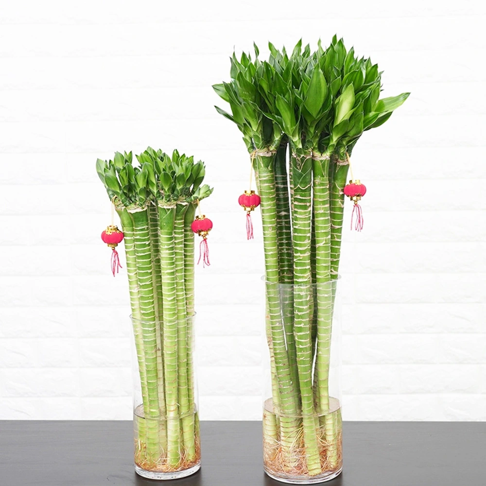 Lotus Lucky Bamboo Fengshui Plant Hydropnic Nursery Green Decorative Wholesale/Supplier