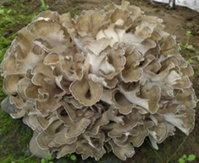 Maitake Mushroom Extract 10% Polysaccharides for Fucntional Food