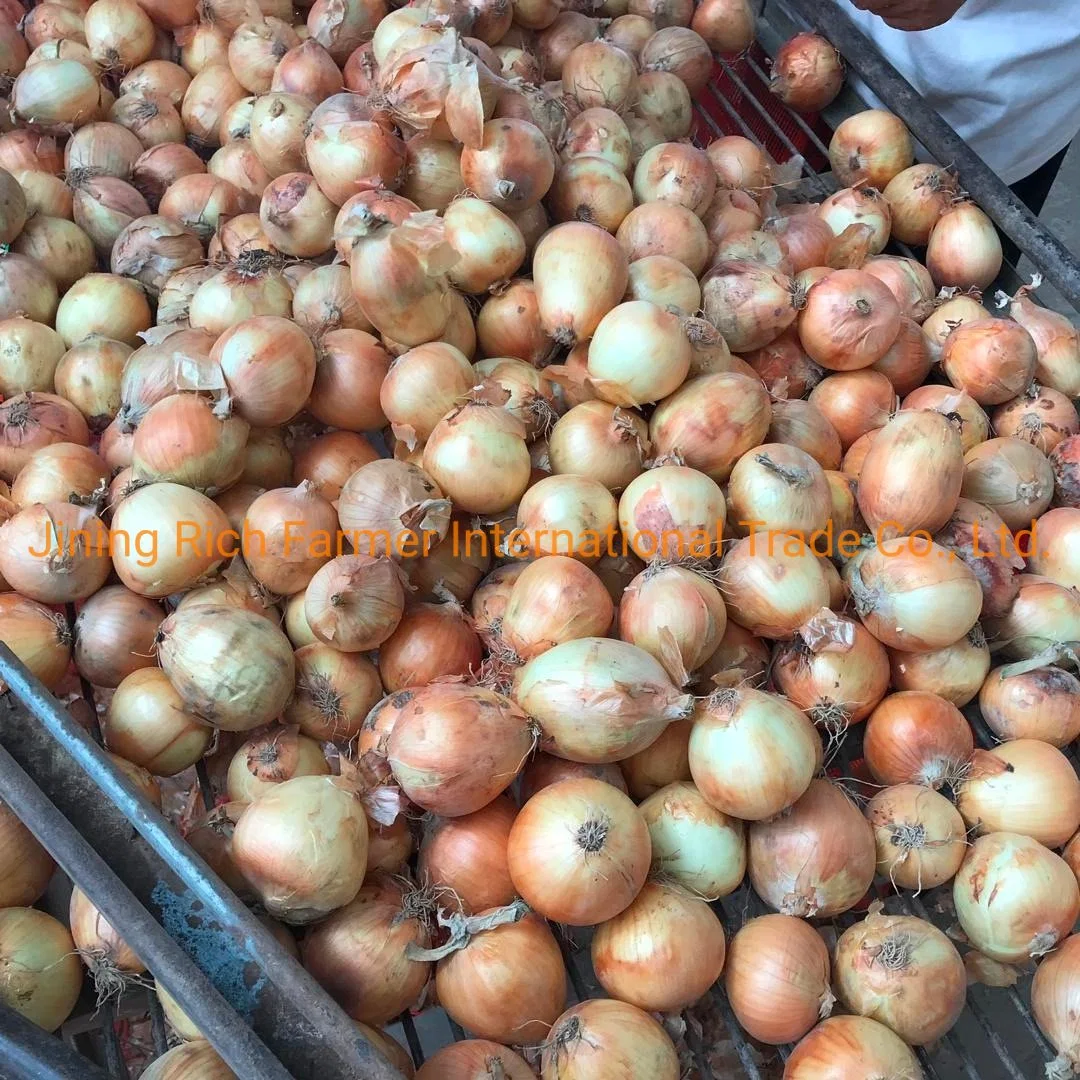 Cebolla amarilla fresca caliente Venta de Shallot Gansu Nuevo cultivo