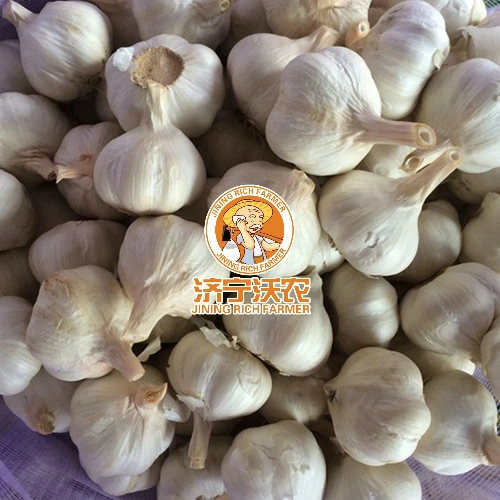 Chinese Best Fresh Natural Garlic Price