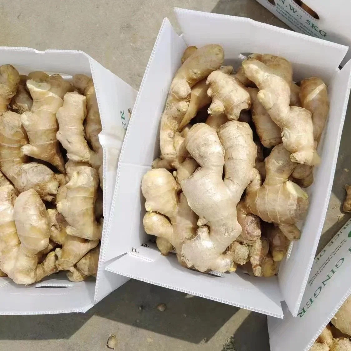 2023 Chinese Shandong Fresh Vegetables New Crop Yellow Air Dried Ginger