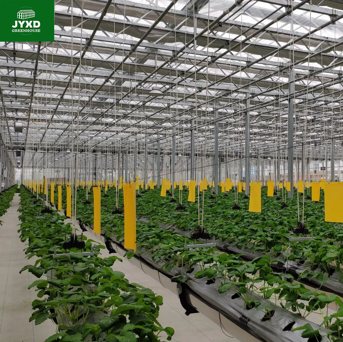 Modern Agriculture Multi-Span Customized Glass Greenhouse with Hydroponics System Irrigation System for Vegetables Fruits Flowers Cucumber Blueberry