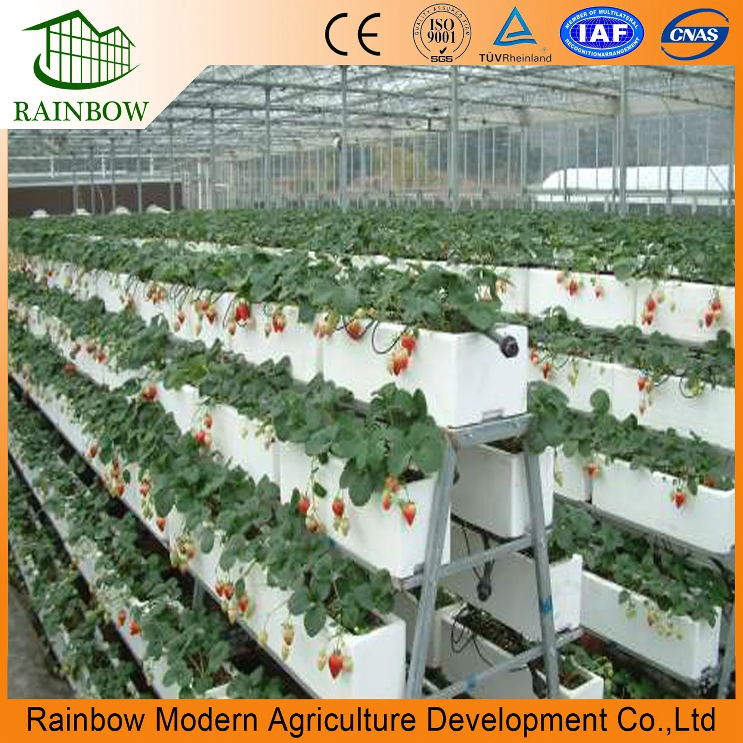 Strawberry Single Span Film Agriculture Greenhouse