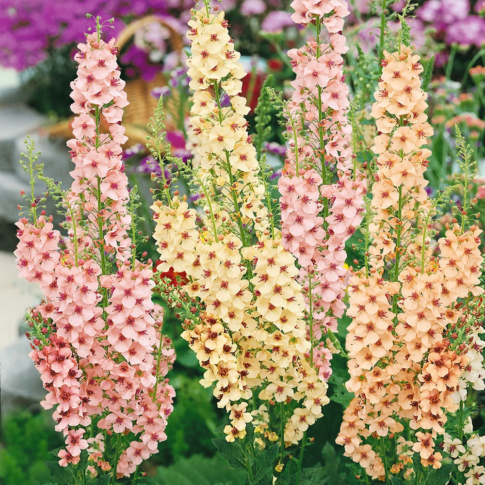 Verbascum Thapsus semillas de Mullein en venta