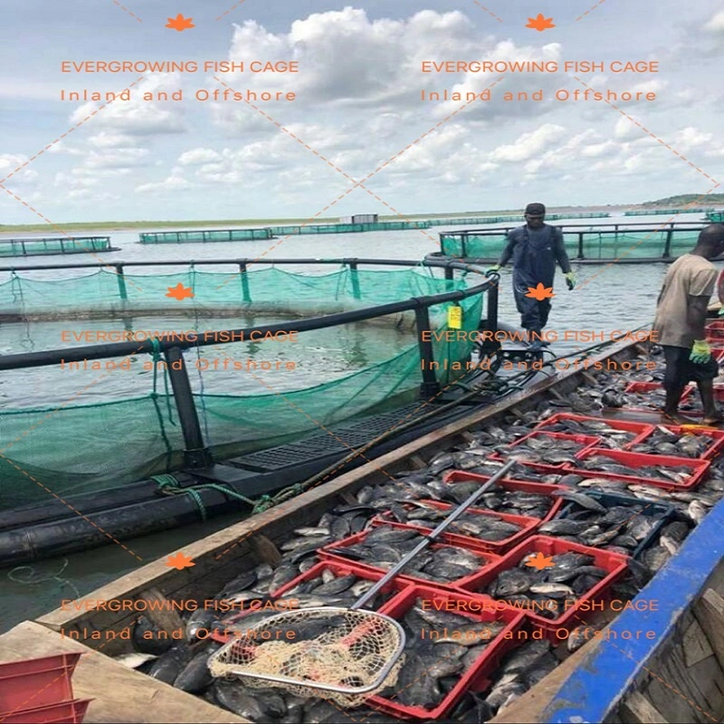 La piscicultura de HDPE de equipos para la acuicultura Jaula Flotante granja de tilapia comercial salir