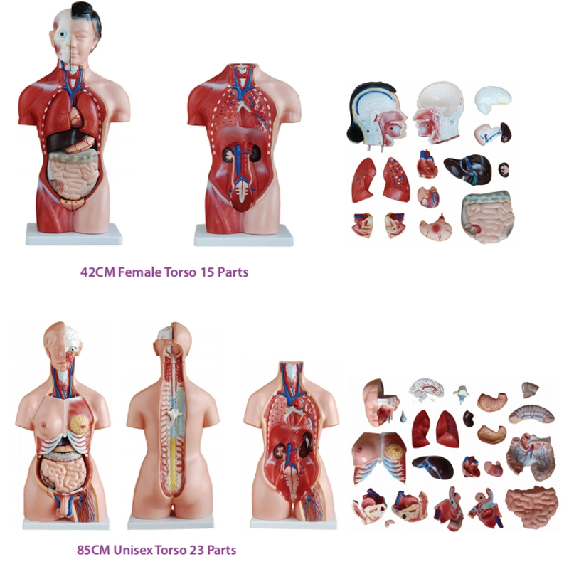 173 180cm 3D Modelo de Anatomía del esqueleto humano de Torso de tamaño vital