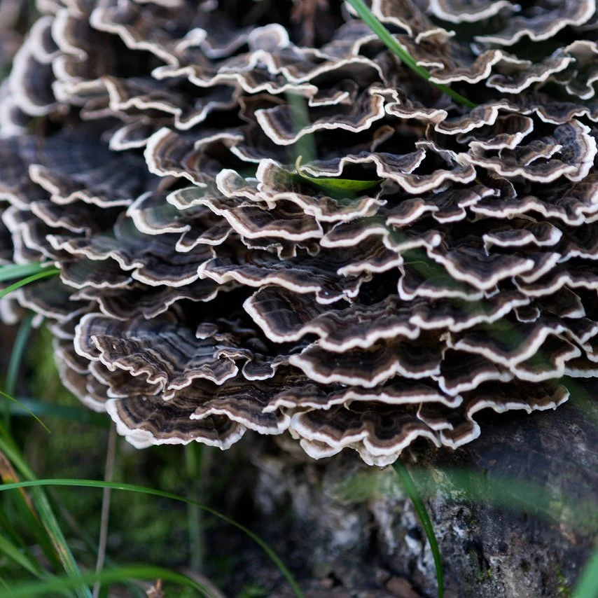 Polysaccharid Coriolus Versicolor Extrakt Türkei Tai Pilz Myzel