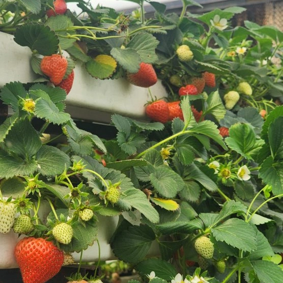 Invernadero Fresa mantequilla de pimienta Tomato mantequilla hidropónica crecimiento de canaletas