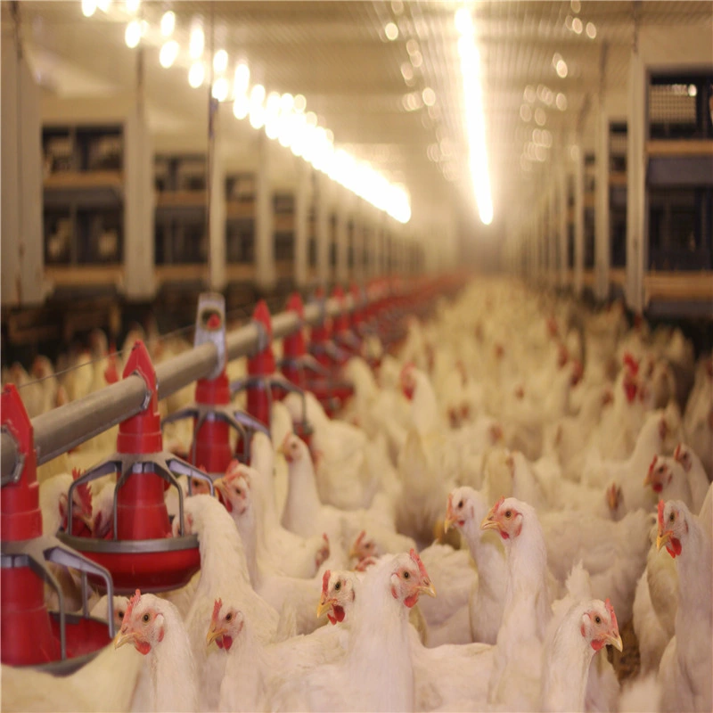 Full-Automatic Quality Chicken Feeding System Poultry Farm