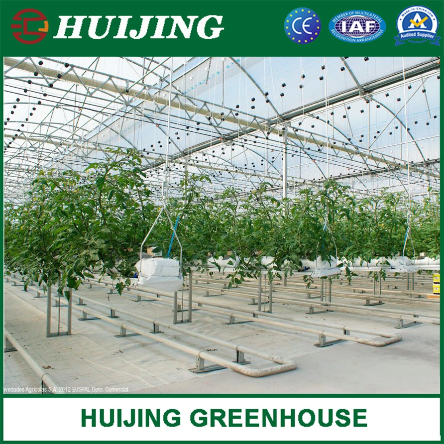 Customized Multispan Film Greenhouse for Tomato Growing