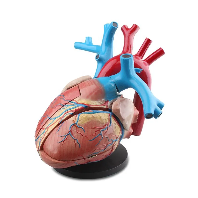 Modelo de disección de oído interno medio de anatomía humana ampliada