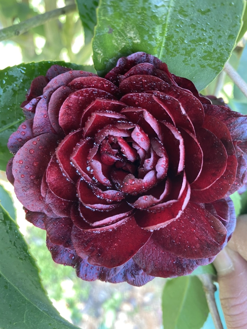 Dark Red Camellia 'mo Chuan' Indoor Camellia Bonsai