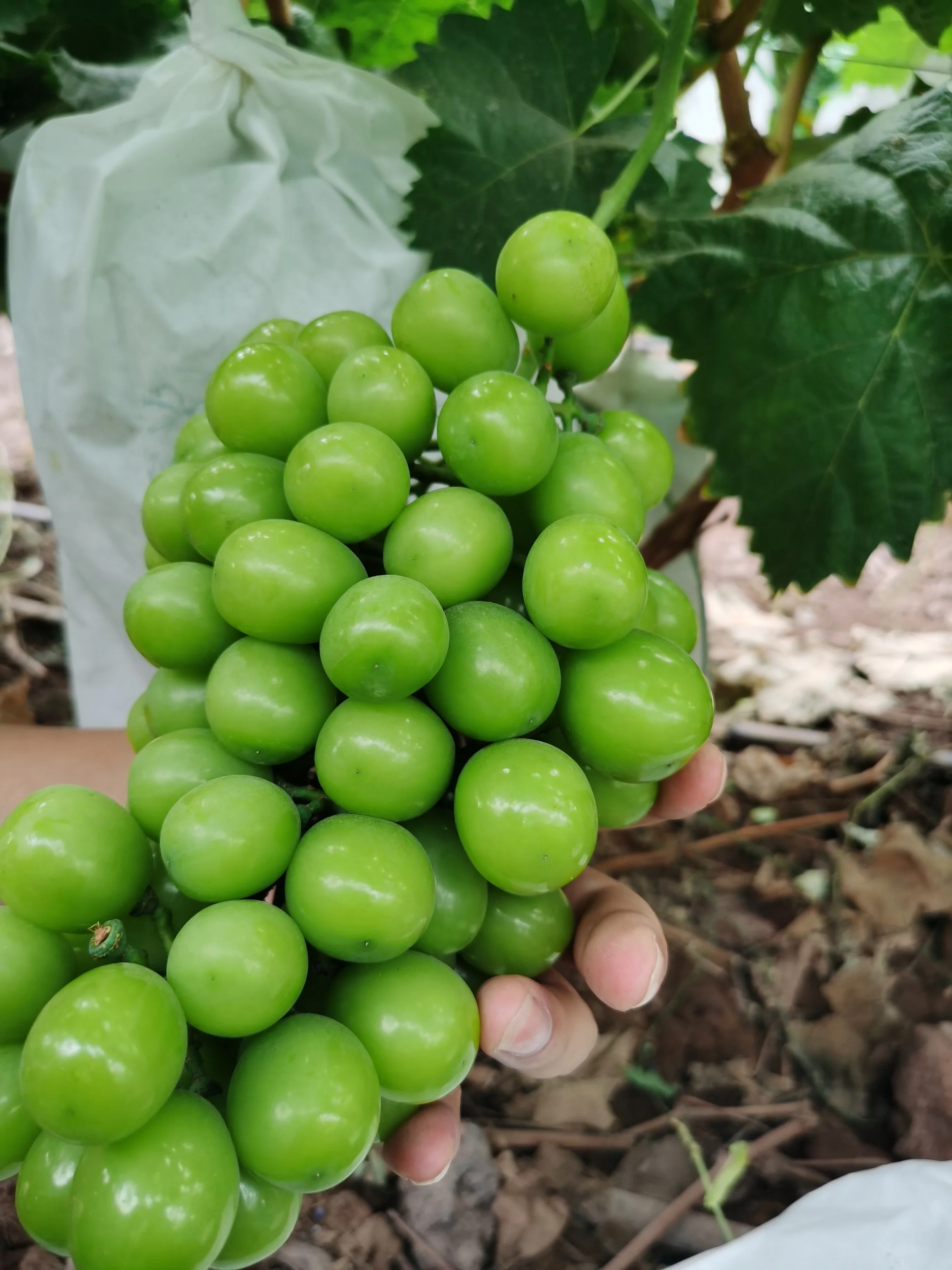 Uva Verde Estándar de Brasil