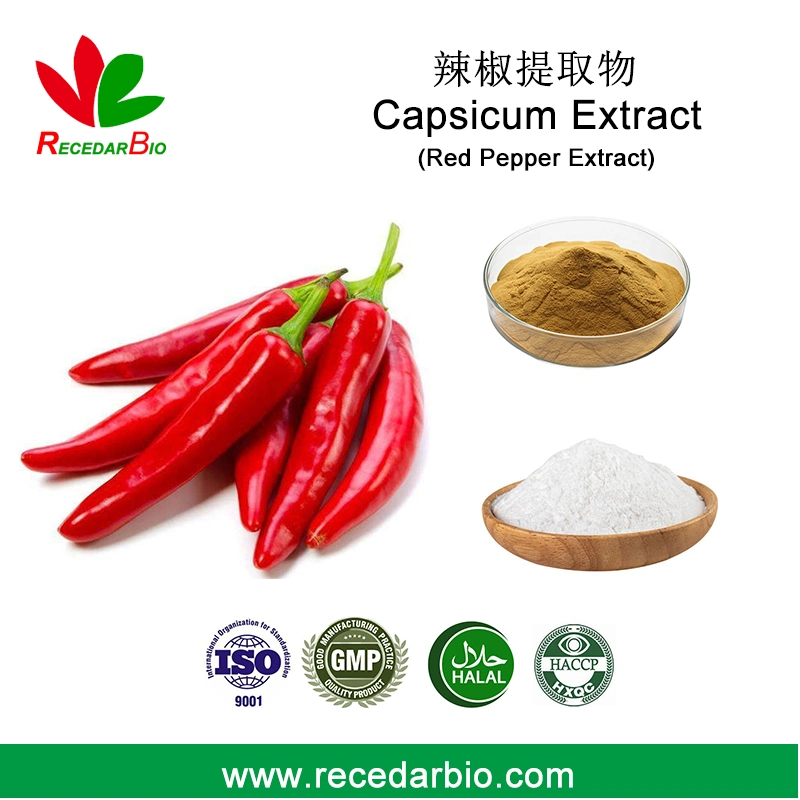 95% de Capsaicin Capsaicinoïdes extrait de poivron rouge extrait de Capsicum poudre