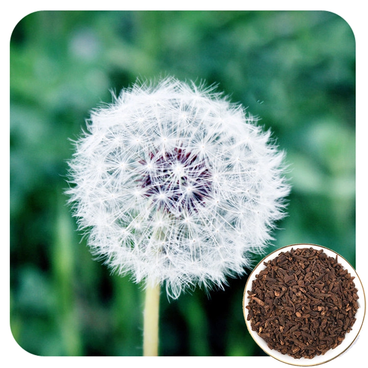 Dandelion Root Teabag Tbc, Dandelion Root for Health Tea