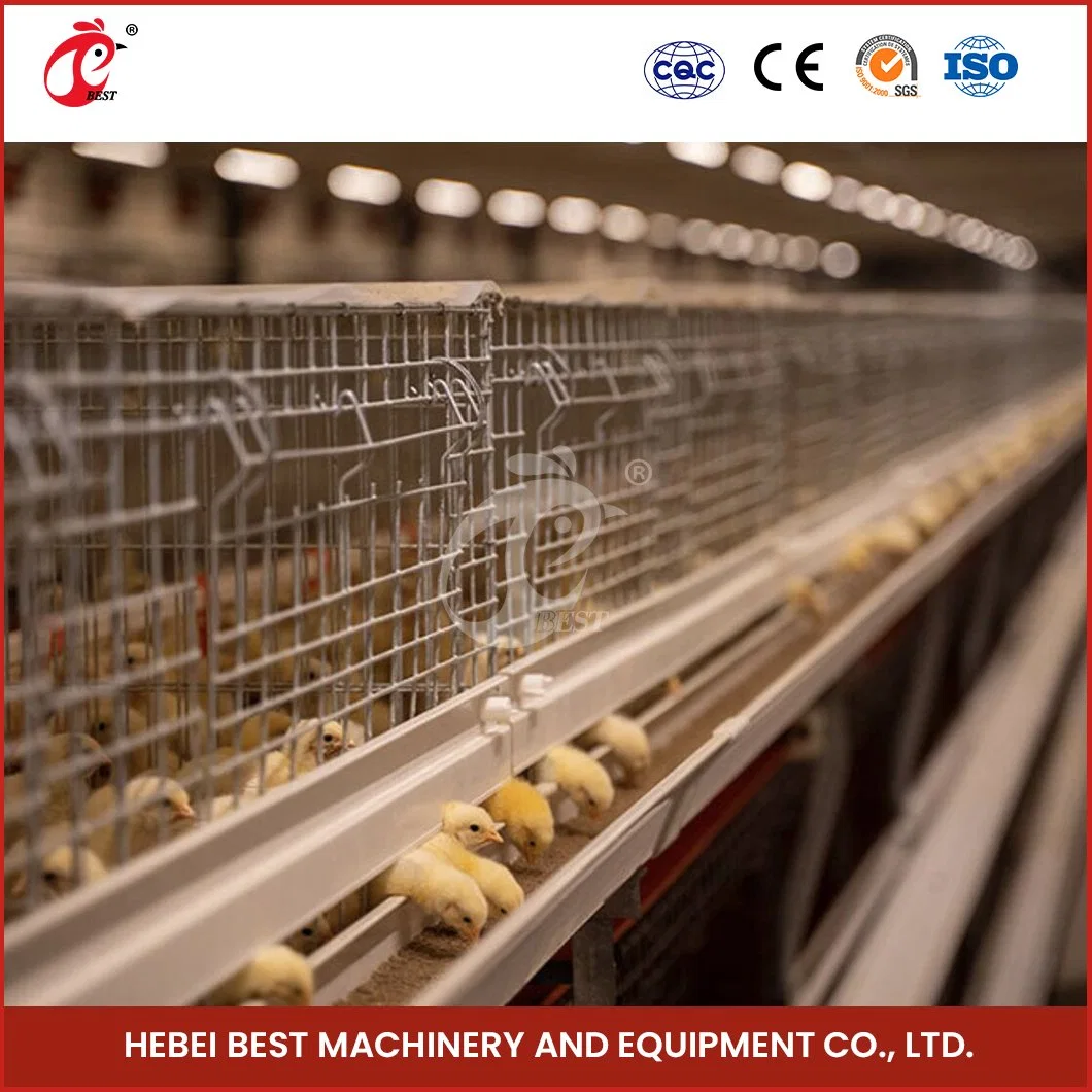 Bestchickencage China Chick Chicken Cage Supplier H Frame Automatic Boriler Cages Custom Hot-DIP Galvanized Steel Material Broiler Chicken Poultry Farm Cages