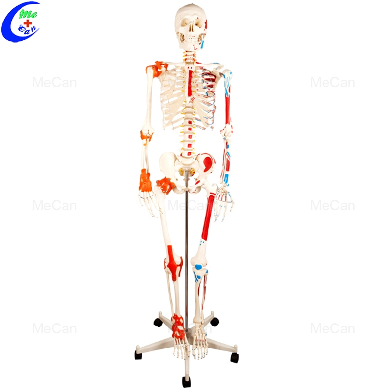 180cm de la anatomía del cuerpo humano artificial modelo esqueleto