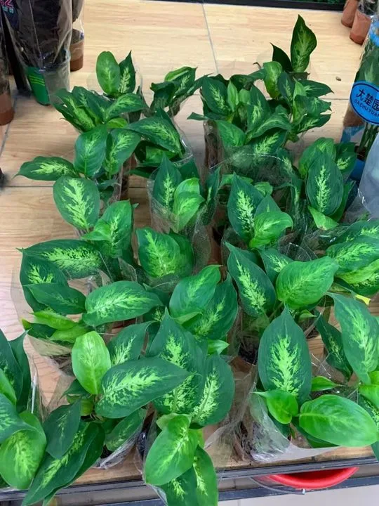 Venta caliente plantas Dieffenbachia Real