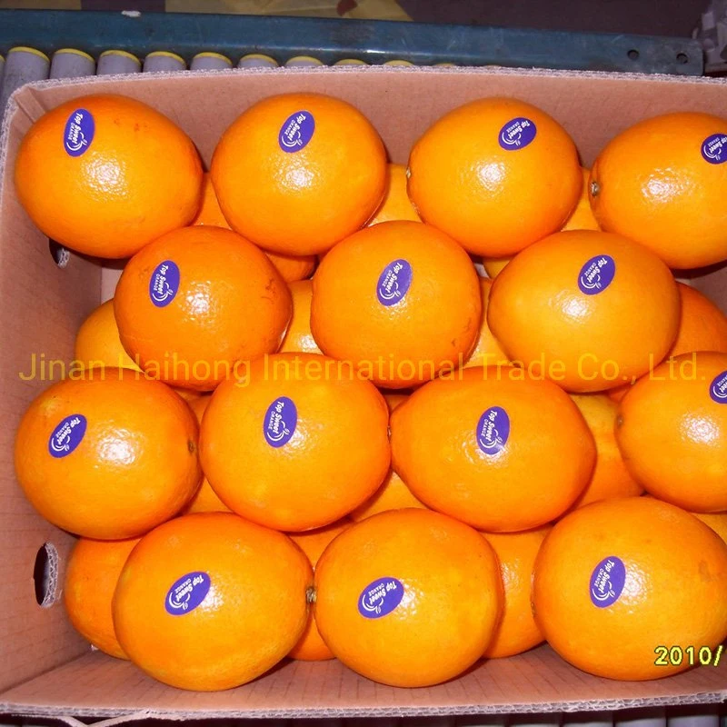 Fresh Chinese Decilious Navel Orange with More Juicy Fruit