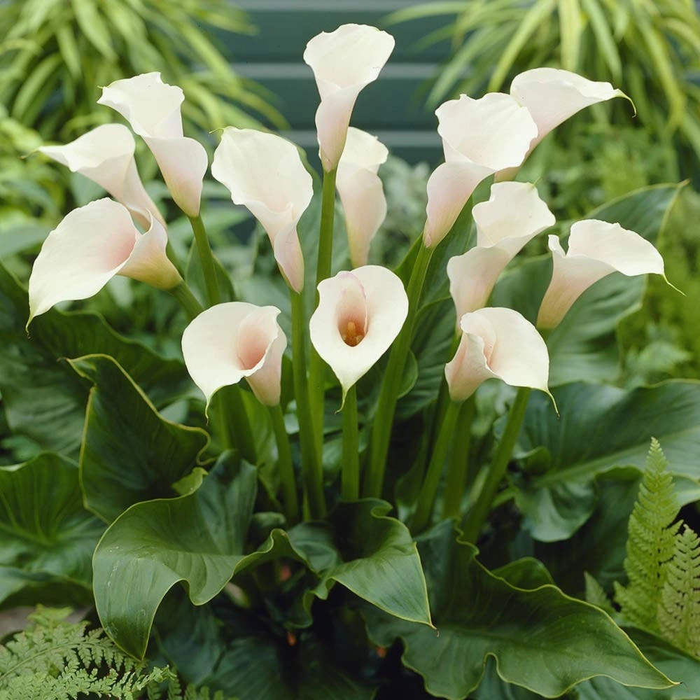 Zantedeschia aethiopica Regalo de flores frescas