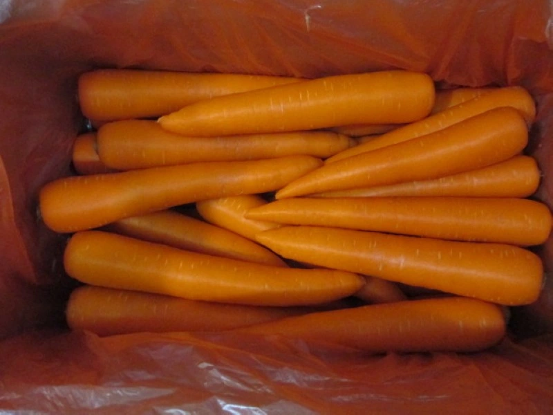 New Crop Carrot