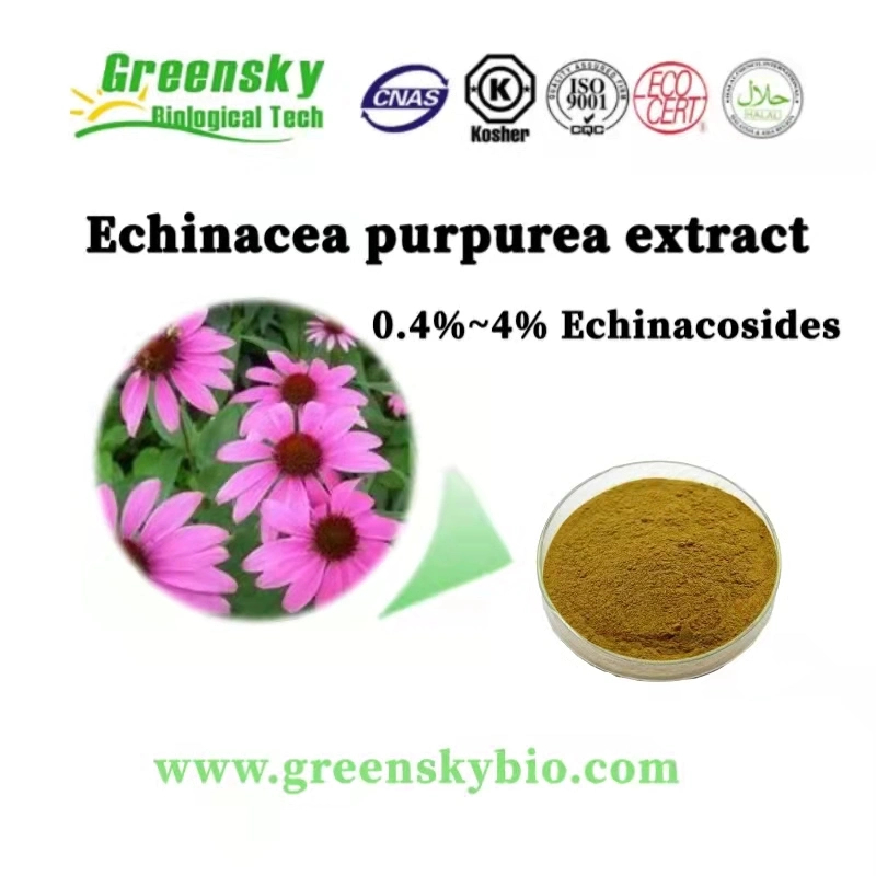 100% Natural Echinacea Purpurea Extract Echinacea Purpurea Animal Feed 0.4%~4% Echinacosides Brown Yellow Powder