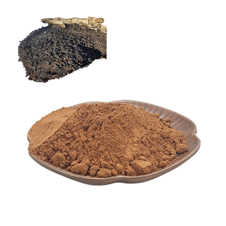 High Quality Wild Organic Chaga Mushroom Extract Chaga Mushroom Powder Chaga Extract