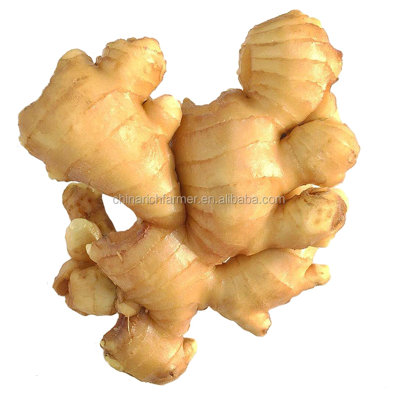 Fresh Ginger for Cooking and Drinking