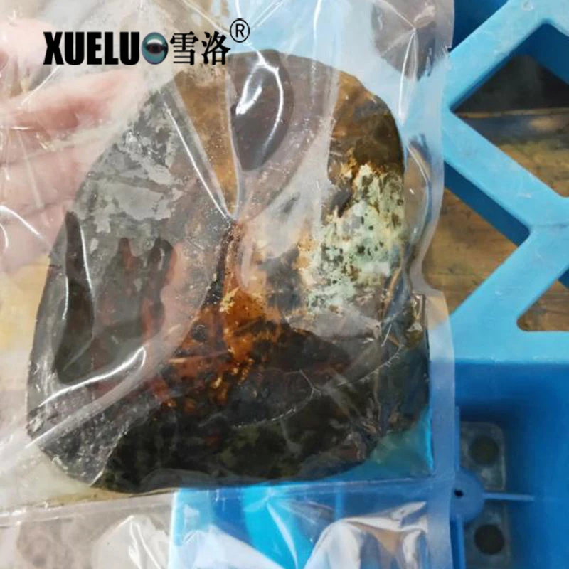 vacuum Packing High Quality Cultured Freshwater Multiple Beads Pearls Mussels, Pearl Oysters Big Monster Oysters