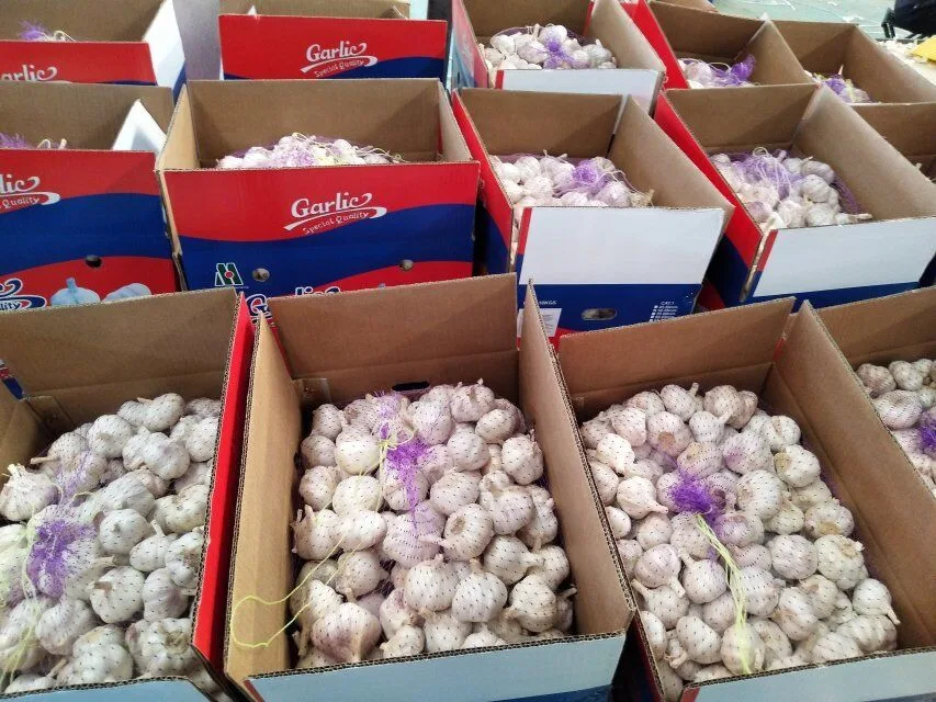 China New Crop Fresh Normal Garlic