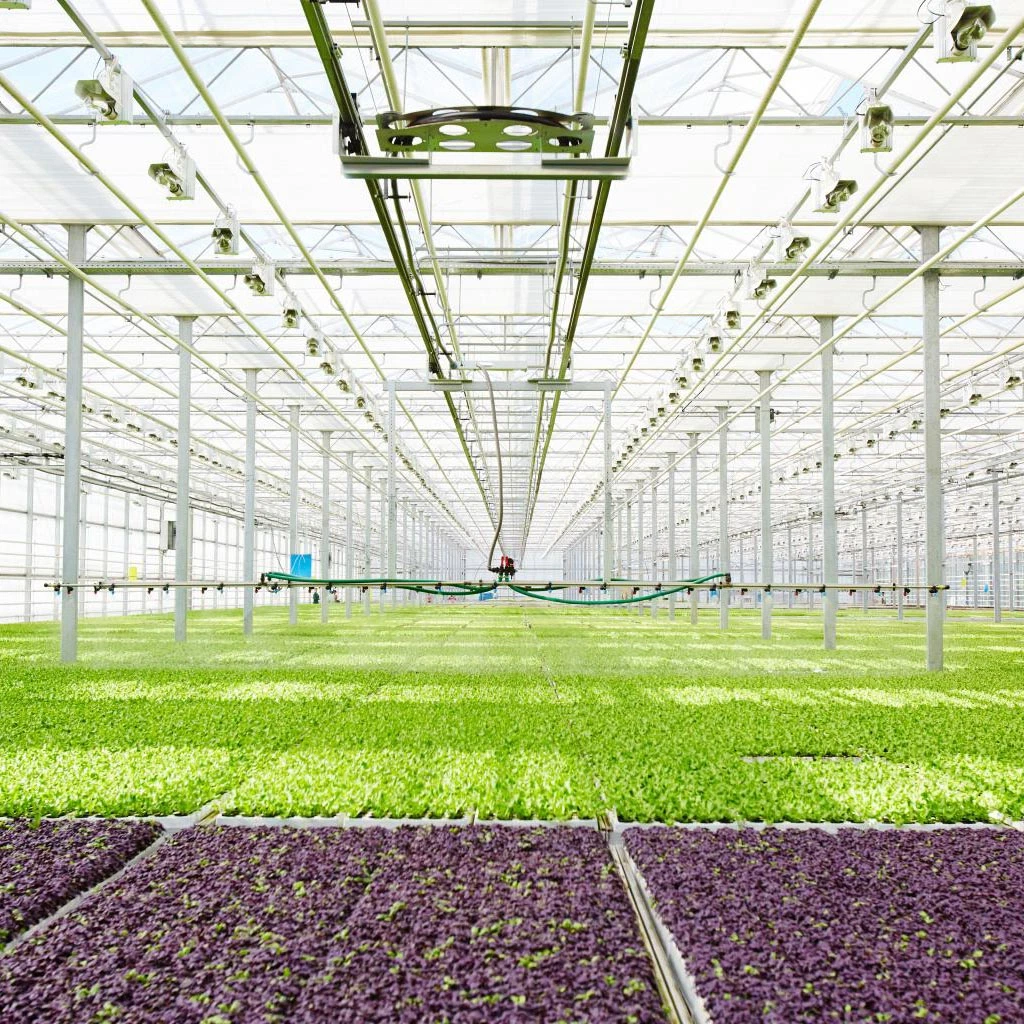 2023 China Supply Agricultural Polycarbonate Greenhouse for Middle East Countries