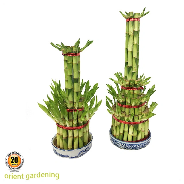 Wholesale/Supplier Spiral Lucky Bamboo Live Plant Indoor and Outdoor Decoration Bonsai Bamboo Plant Hotsale