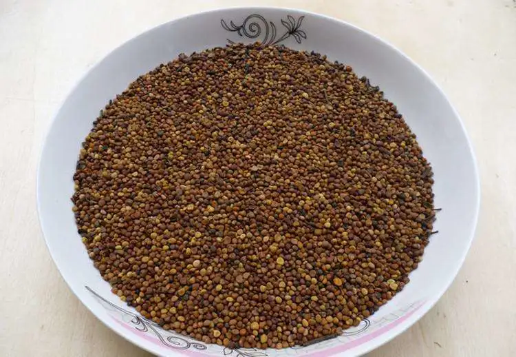 Factory Price Cuscutae Semen Tu Si Zi Chinese Dodder Seed