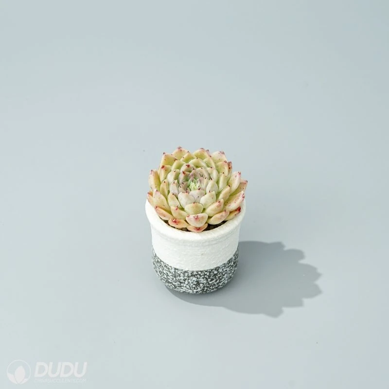 Dudu Lovely Wholesale Hot Sale Hugo Echeveria Natural Live Succulent in Bulk