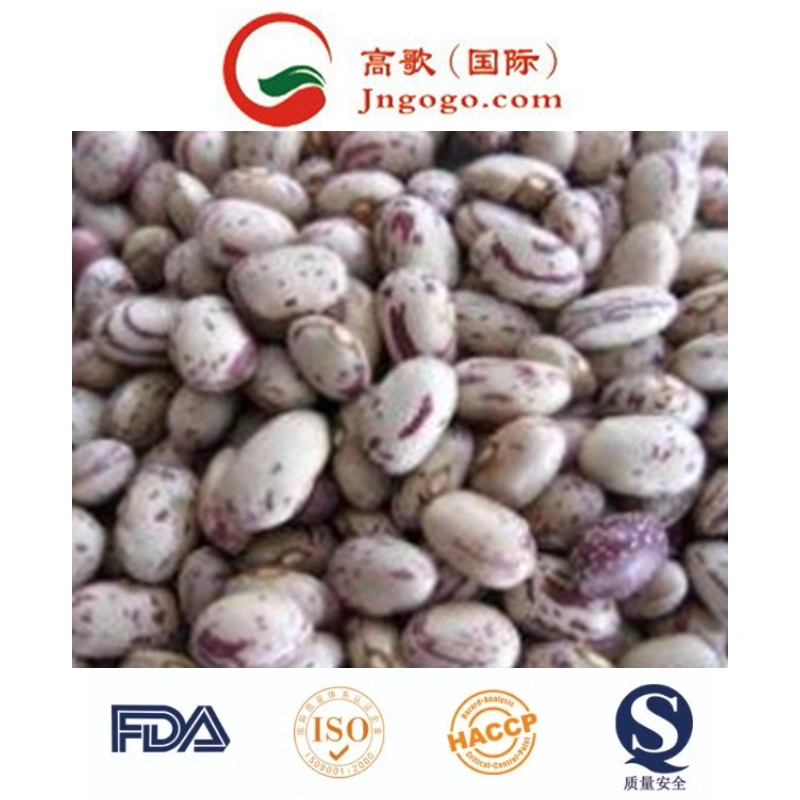 Chinese New Crop Light Speckled Kidney Bean