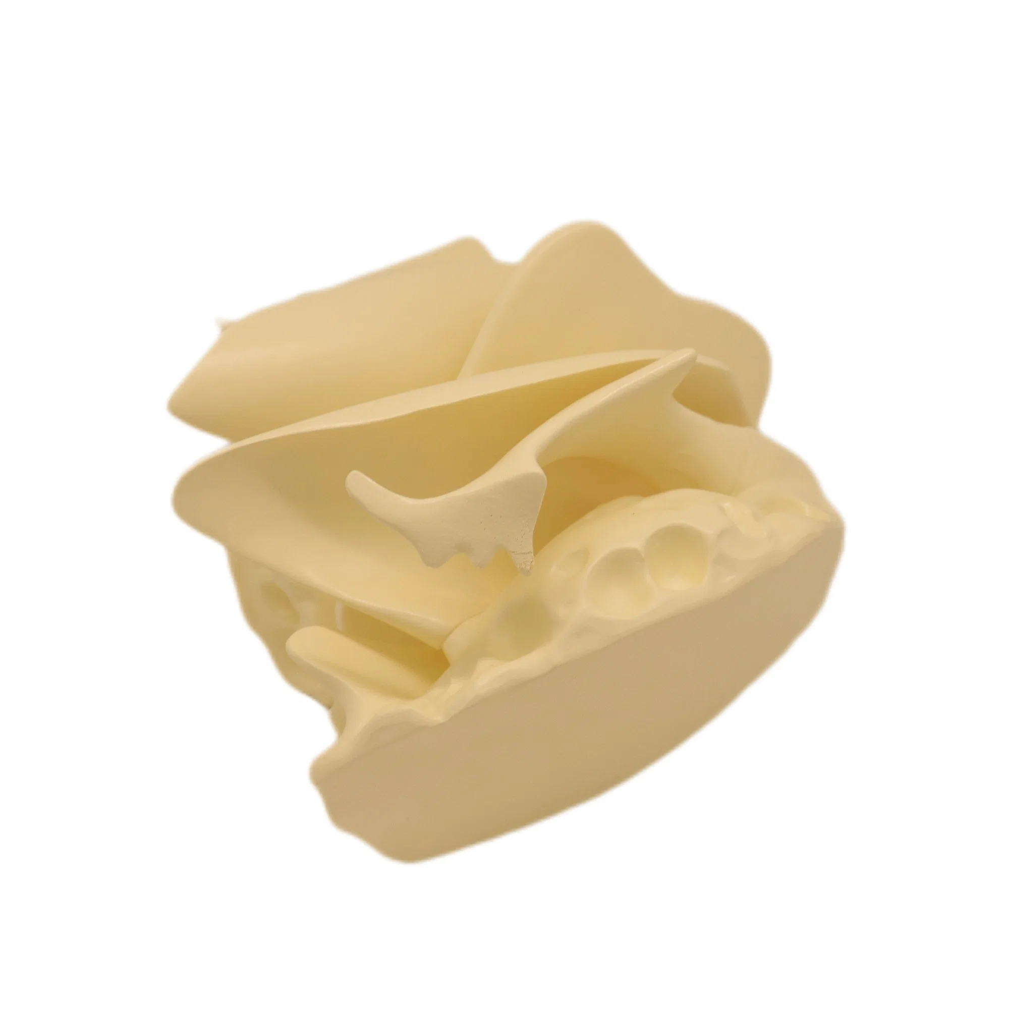 Best Quality PVC Humam Anatomical Model Expansion Model of Ethmoid Bone