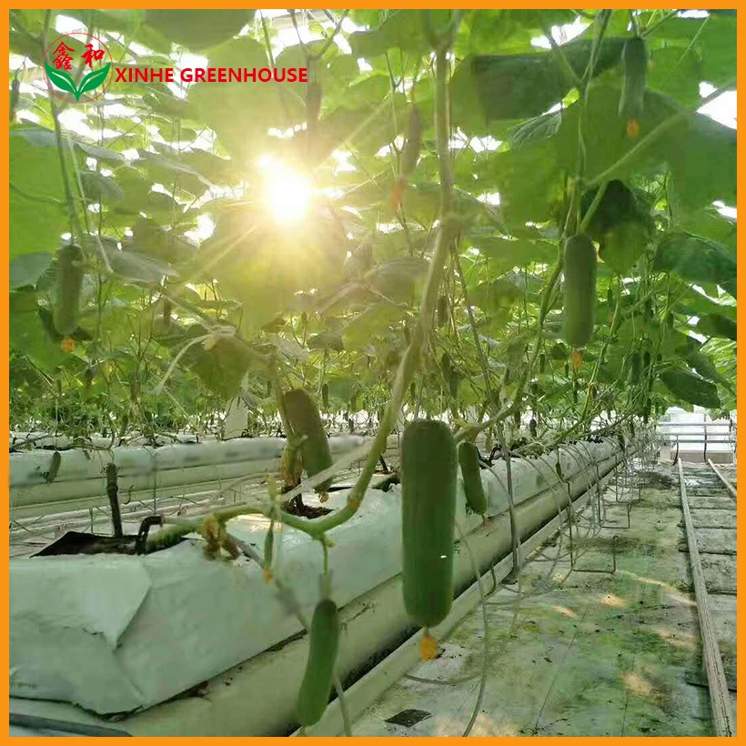 200 Micron Plastic Film Greenhouse with Shading System for Growing Vegetables