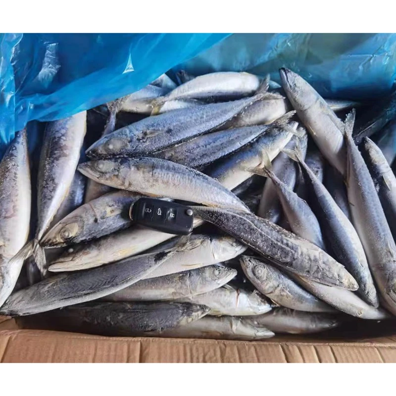 New Landing Frozen Pacific Mackerel Fish 100-150 غ