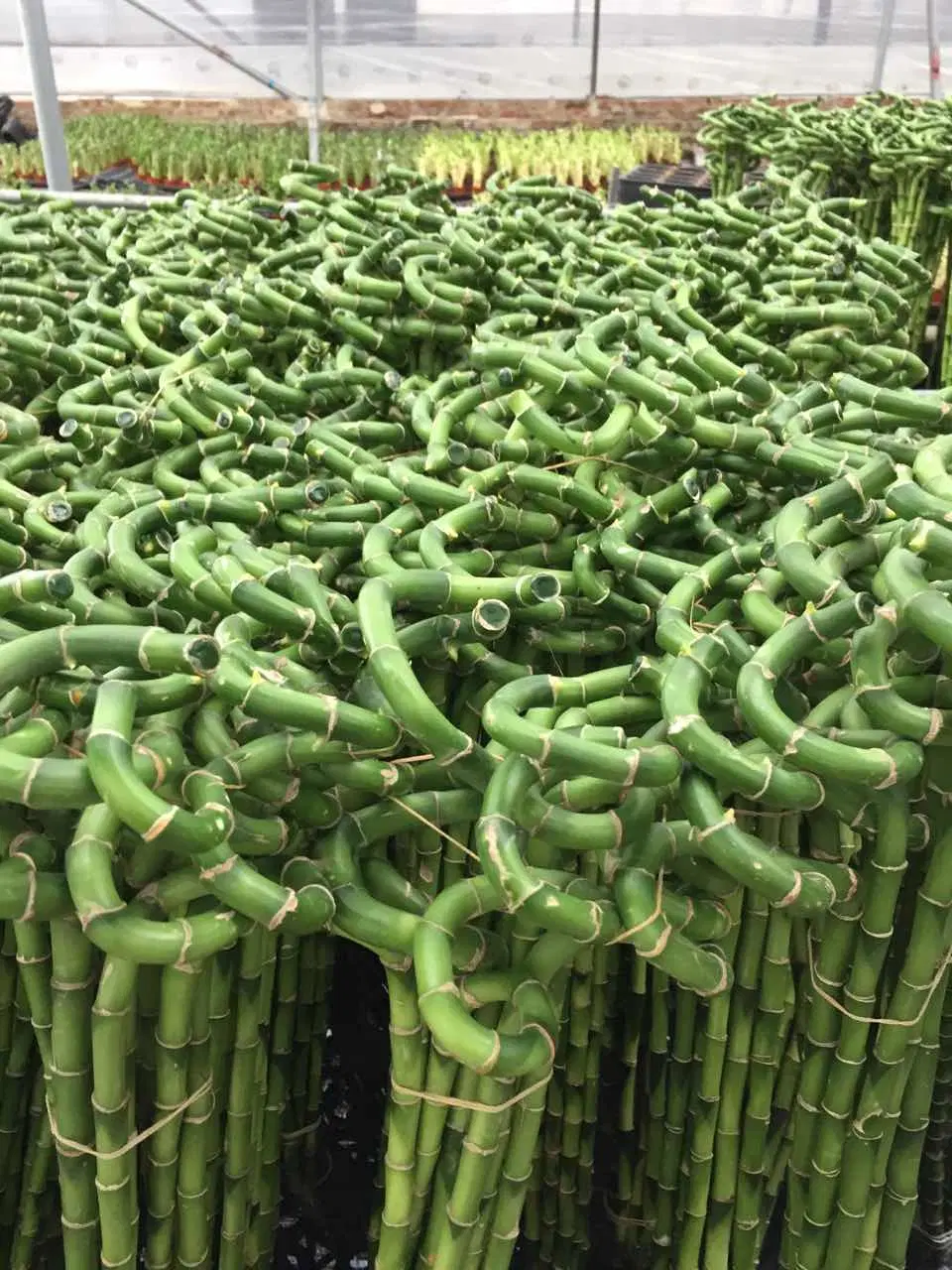 Prix de ferme Meilleure vente Plantes aquatiques vivantes ornementales d'intérieur en bambou porte-bonheur torsadé en spirale.