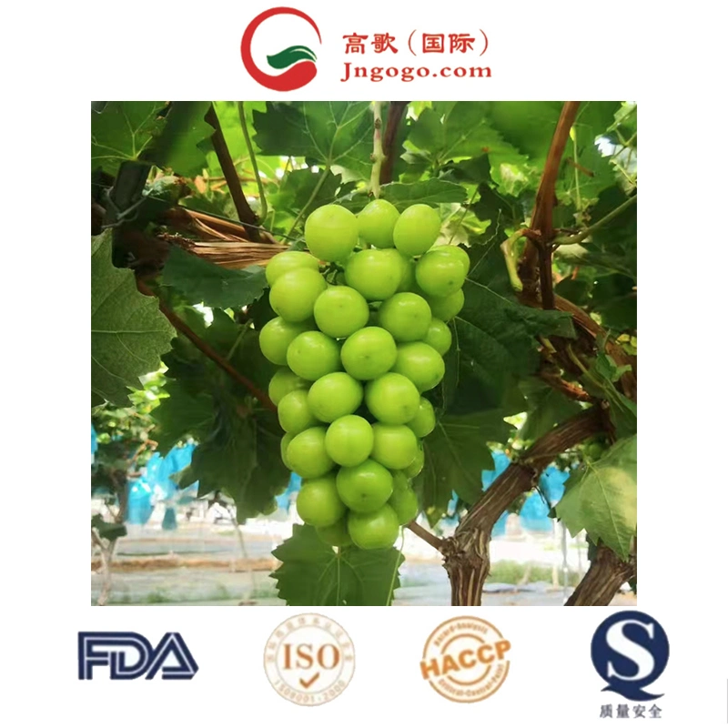 Wholesale/Supplier Box Style Storage Packaging Grape Bareroot Grape Shine Muscat Grapes