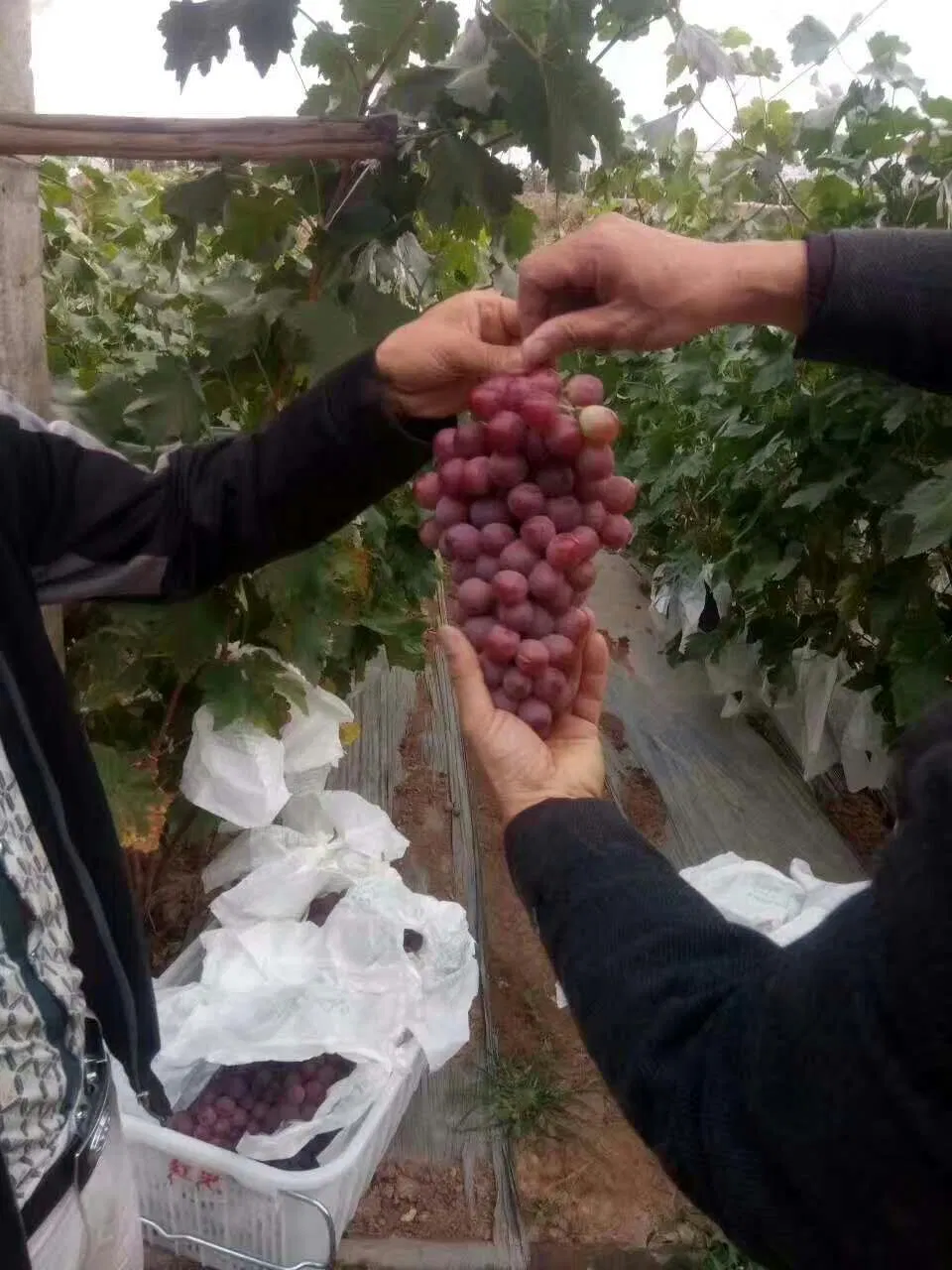 Красный глобальной виноград/зеленый глобальной виноград