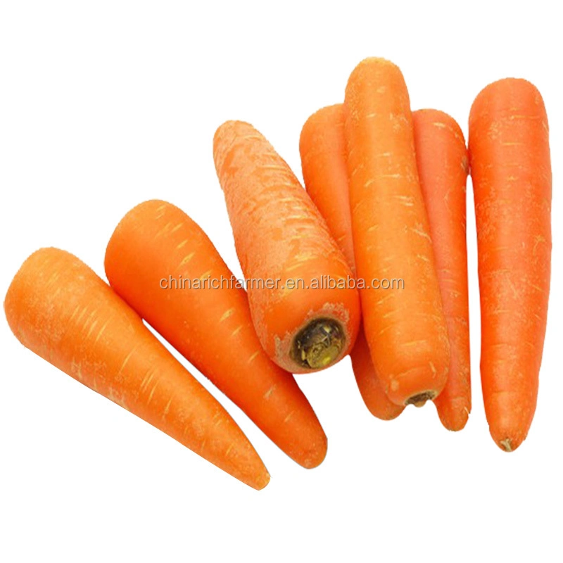 New Crop Carrot for Export Oman 4kg Carton S Size