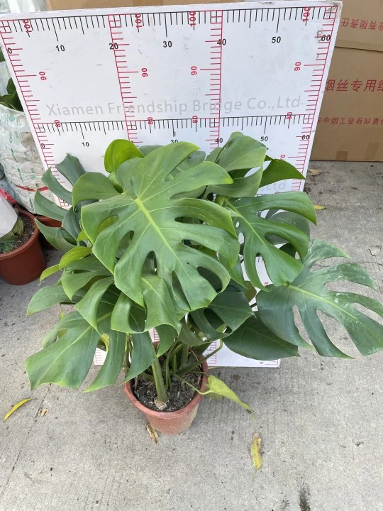 Hot Sale Big Monstera Natural Plants From China